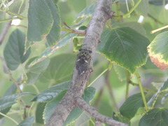 Neotibicen pruinosus