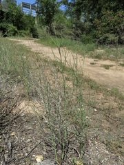 Chloracantha spinosa