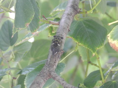 Neotibicen pruinosus
