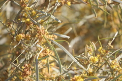 Acacia cambagei