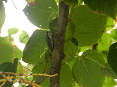 Neotibicen pruinosus