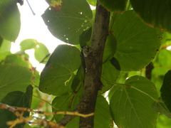 Neotibicen pruinosus