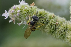 Philanthus triangulum
