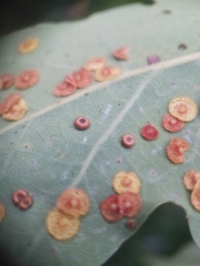 Neuroterus numismalis