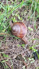 Helix lucorum