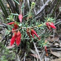 Stenanthera conostephioides