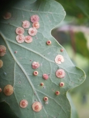 Neuroterus numismalis