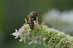 Philanthus triangulum