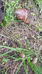Helix lucorum