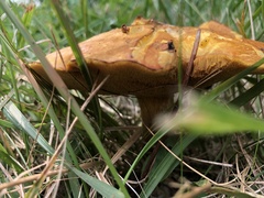 Suillus grevillei