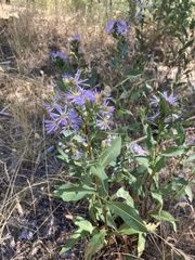 Symphyotrichum chilense