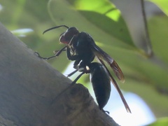 Polistes gigas