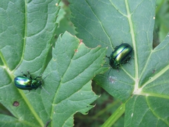 Oreina gloriosa