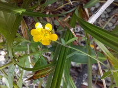 Ranunculus flammula