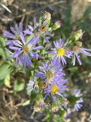 Symphyotrichum chilense