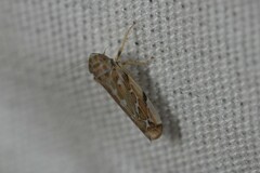 Sanctanus aestuarium