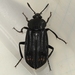 Red-lined Carrion Beetle - Photo (c) Woolcarderbee, some rights reserved (CC BY-NC), uploaded by Woolcarderbee