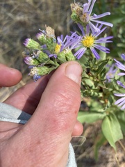 Symphyotrichum chilense