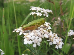 Epipodisma pedemontana