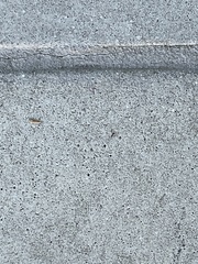 Formicidae