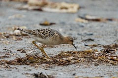 Calidris subruficollis