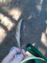 Gallus gallus domesticus