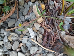 Ranunculus flammula