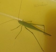 Phaneroptera falcata