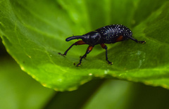 Heilipodus erythropus