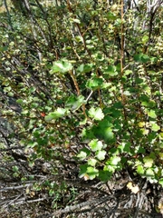 Ribes montigenum
