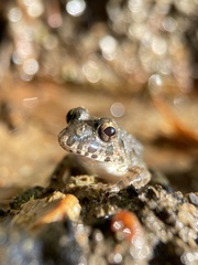 Fejervarya kawamurai