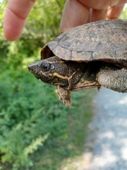 Sternotherus odoratus