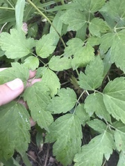 Actaea rubra neglecta