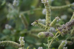 Philanthus triangulum