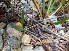 Ranunculus flammula
