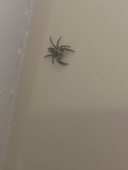Platycryptus undatus