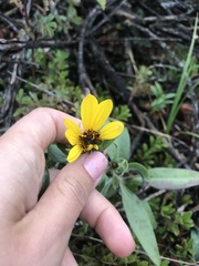 Helianthus pauciflorus