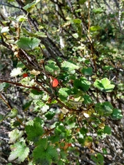 Ribes montigenum