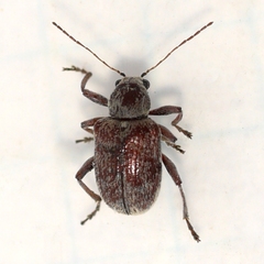 Neofidia viticida