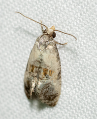 Cochylina