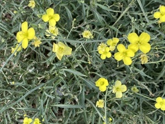 Diplotaxis tenuifolia