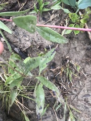 Helianthus pauciflorus