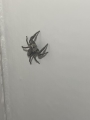 Platycryptus undatus