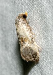 Cochylina