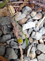 Ranunculus flammula