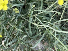 Diplotaxis tenuifolia