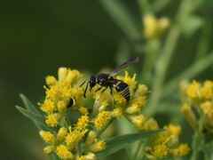 Euodynerus foraminatus