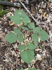 Hylodesmum glutinosum
