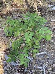 Apocynum androsaemifolium