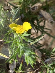 Ulex europaeus